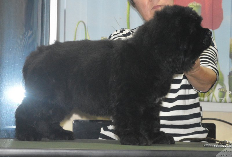 Фото: ньюфаундленд C'Нежная Вьюга Венетиан Бергамот (S'Nezhnaya Vjuga Venetian Bergamot)