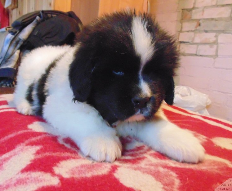 Фото: ньюфаундленд Супер Бизон Мелодия