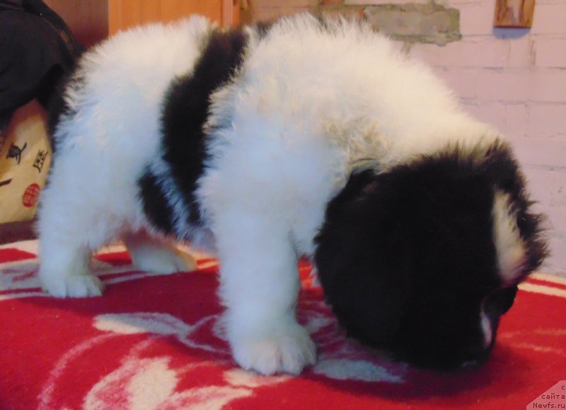 Фото: ньюфаундленд Степная Пальмира Единственный Мой