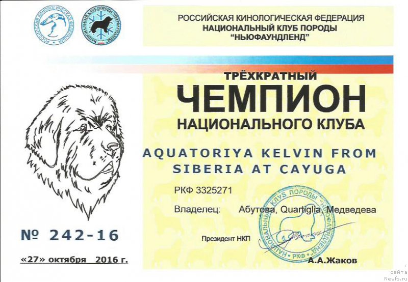 Фото: ньюфаундленд Акватория Келвин Фром Сибириа эт Каюга (Aquatoriya Kelvin From Siberia at Cayuga)