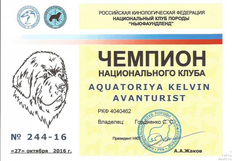 Фото: ньюфаундленд Акватория Келвин Авантюрист (Aquatoriya Kelvin Avanturist)