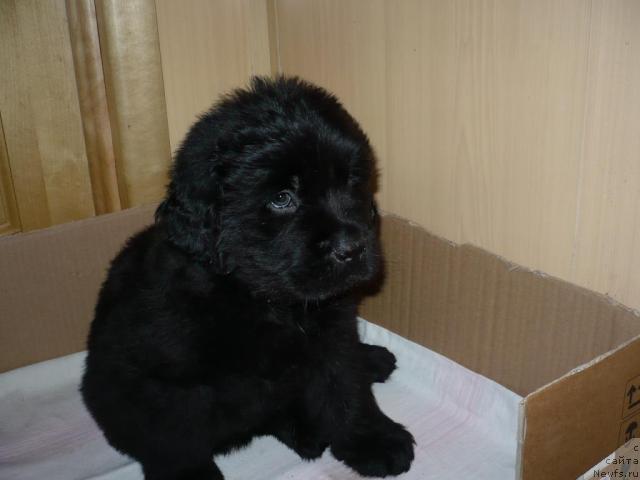 Фото: ньюфаундленд Лесная Сказка Король Мудрости