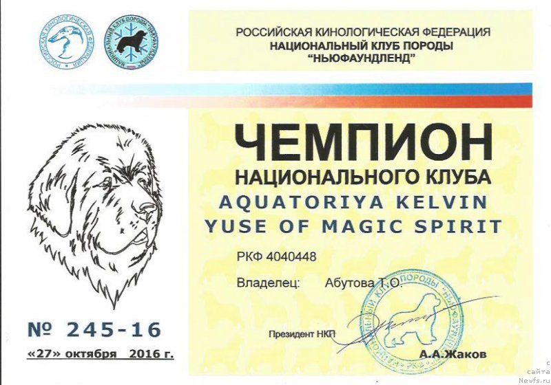 Фото: ньюфаундленд Акватория Келвин Юз оф Мэджик Спирит (Aquatoriya Kelvin Yuse of Magic Spirit)