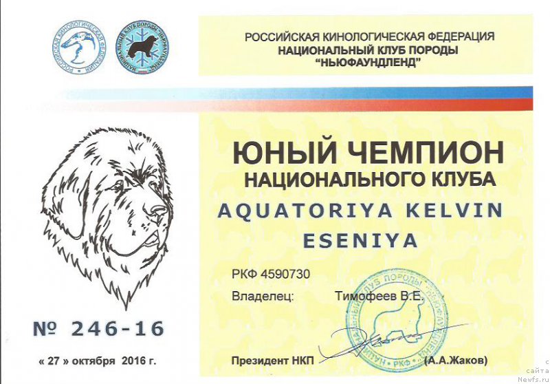 Фото: ньюфаундленд Акватория Келвин Есения (Aquatoriya Kelvin Eseniya)