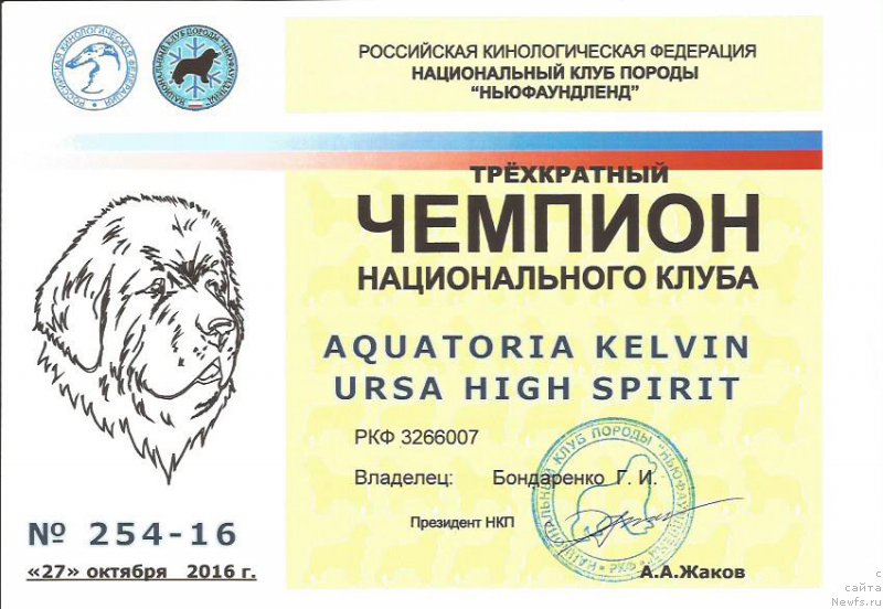 Фото: ньюфаундленд Акватория Келвин Урса Хай Спирит (Aquatoria Kelvin Ursa High Spirit)