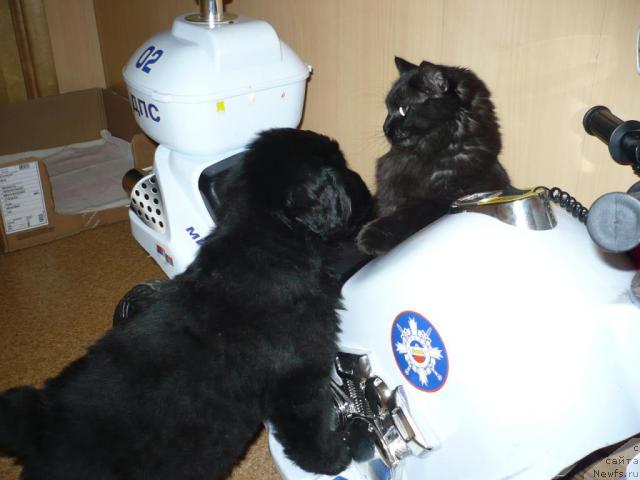 Фото: ньюфаундленд Лесная Сказка Король Мудрости