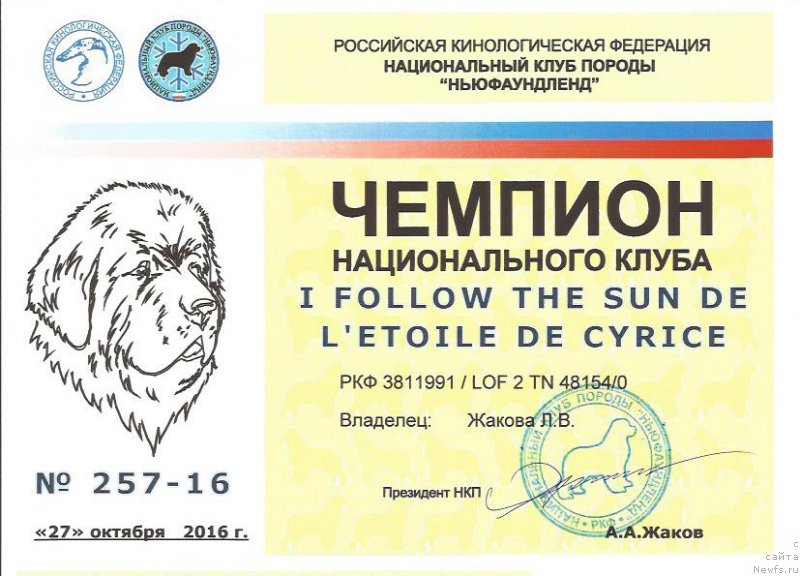 Фото: ньюфаундленд I Follow The Sun de L'Etoile de Cyrice