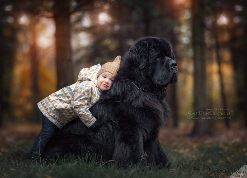 Фото: ньюфаундленд Смигар Ливерпульский Четвертак (Smigar Liverpulsiy Chetvertak)