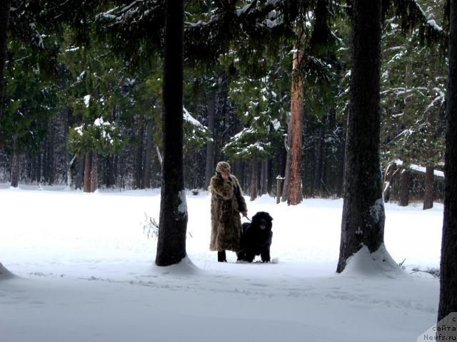 Фото: ньюфаундленд Оскар Трейси-Виктория