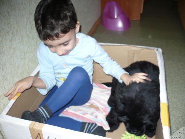 Фото: ньюфаундленд Лесная Сказка Король Мудрости