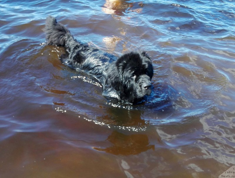 Фото: ньюфаундленд Фелиция из Племени Кедра