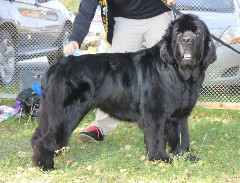 Фото: ньюфаундленд Фелиция из Племени Кедра