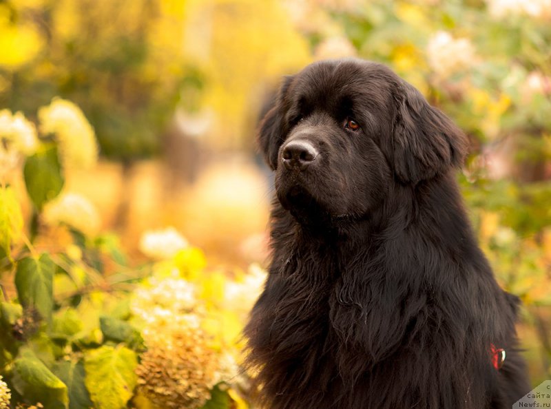 Фото: ньюфаундленд Старбимовлав Демофонт