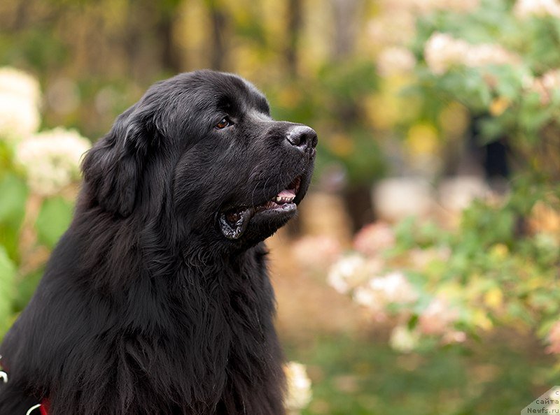 Фото: ньюфаундленд Старбимовлав Демофонт