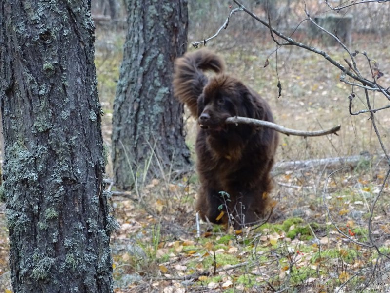 Фото: ньюфаундленд Ньюфорт Вивиан