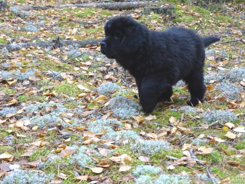 Фото: ньюфаундленд С'Нежная Вьюга Ван Гилс Классик (S'Nezhnaya Vjuga Van Gils Classik)