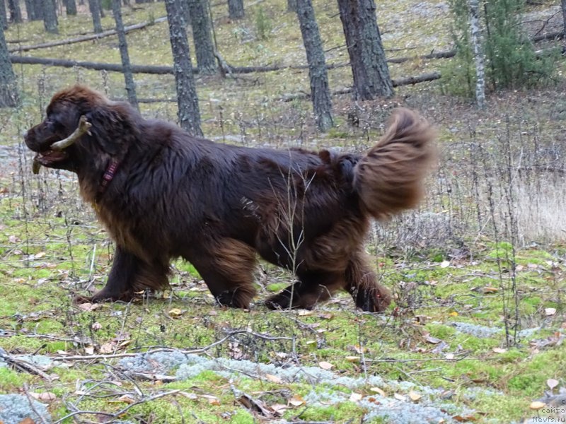 Фото: ньюфаундленд Ньюфорт Вивиан