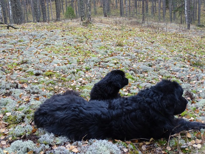 Фото: ньюфаундленд Акин Соул София, ньюфаундленд С'Нежная Вьюга Ван Гилс Классик (S'Nezhnaya Vjuga Van Gils Classik)