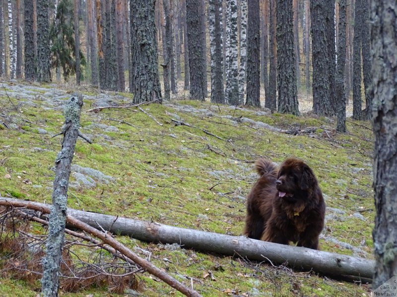 Фото: ньюфаундленд Ньюфорт Вивиан