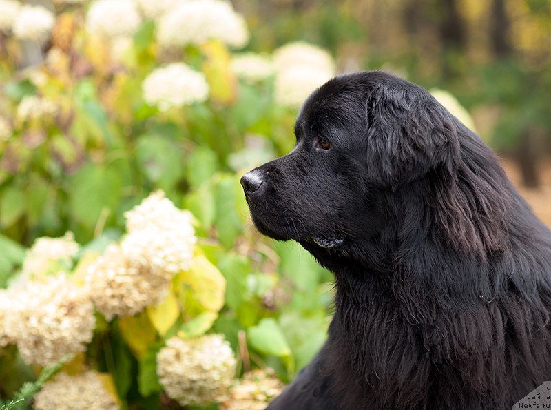 Фото: ньюфаундленд Старбимовлав Демофонт