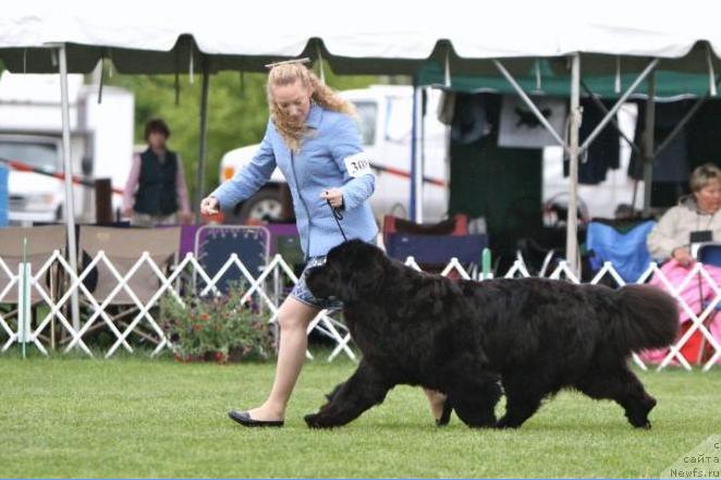 Фото: ньюфаундленд Mollybrooks Absolut Kilyka