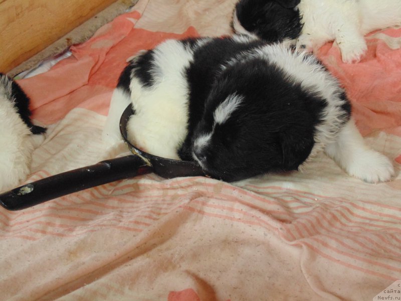 Фото: ньюфаундленд Водограй от Карельских Медведей