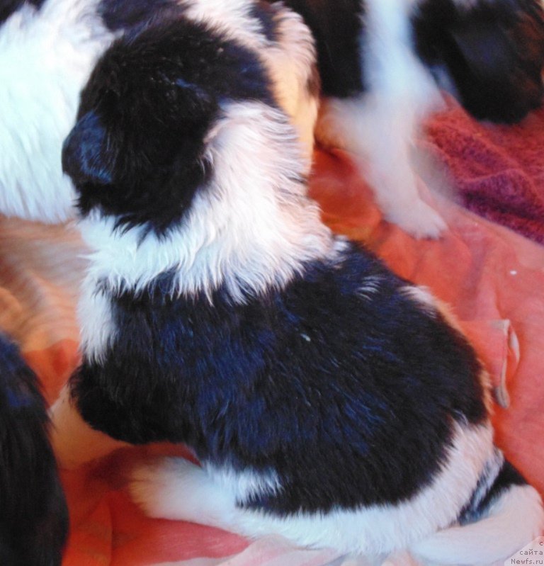 Фото: ньюфаундленд Водограй от Карельских Медведей