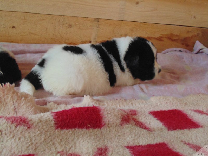 Фото: ньюфаундленд Вяйнемяйнен от Карельских Медведей