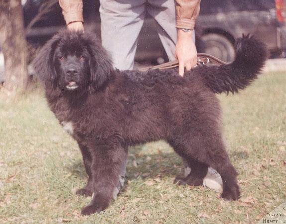 Фото: ньюфаундленд Фокс Блэк Коу