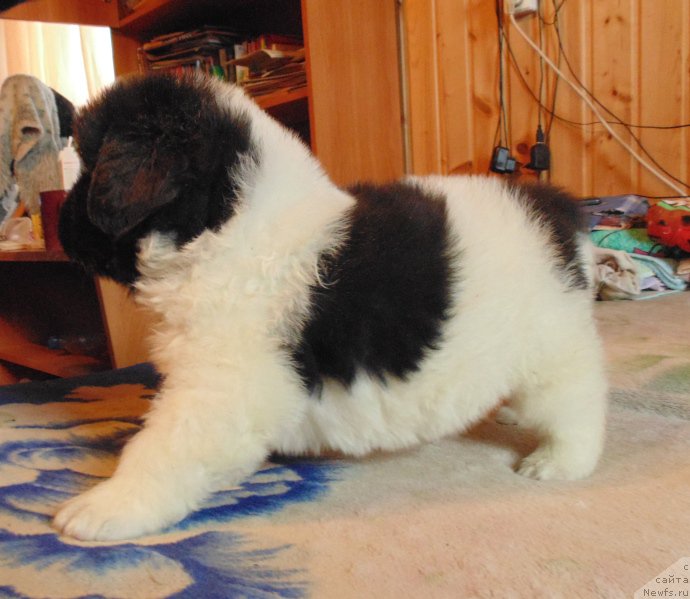 Фото: ньюфаундленд Вилмаринен от Карельских Медведей