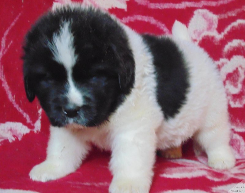 Фото: ньюфаундленд Вилмаринен от Карельских Медведей