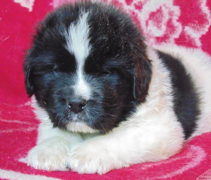 Фото: ньюфаундленд Вилмаринен от Карельских Медведей