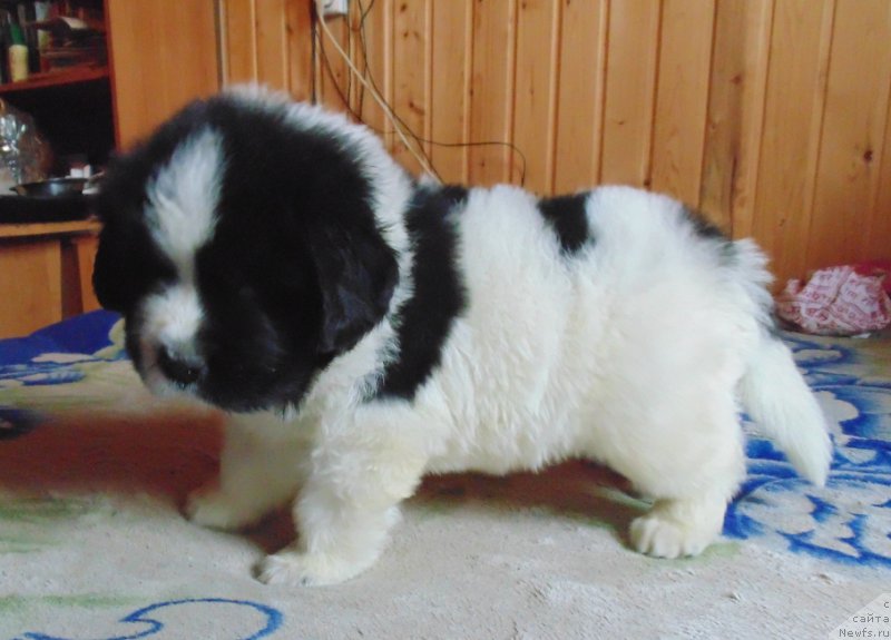 Фото: ньюфаундленд Викинг от Карельских Медведей (Viking ot Karelskikh Medvedey)