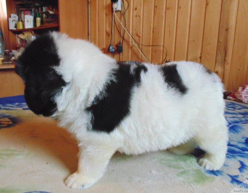 Фото: ньюфаундленд Викинг от Карельских Медведей (Viking ot Karelskikh Medvedey)