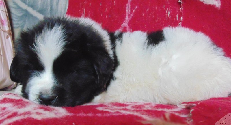 Фото: ньюфаундленд Викинг от Карельских Медведей (Viking ot Karelskikh Medvedey)