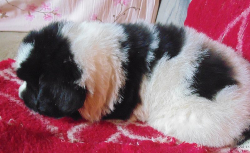 Фото: ньюфаундленд Викинг от Карельских Медведей (Viking ot Karelskikh Medvedey)