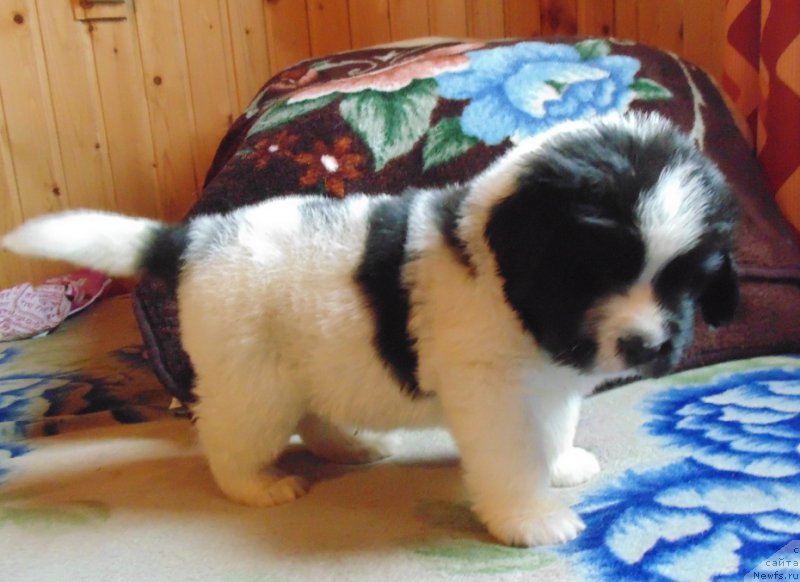 Фото: ньюфаундленд Викинг от Карельских Медведей (Viking ot Karelskikh Medvedey)