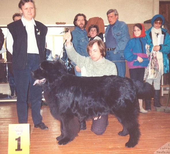 Фото: ньюфаундленд Ц'Дим Нью Спейс Ботсвейн