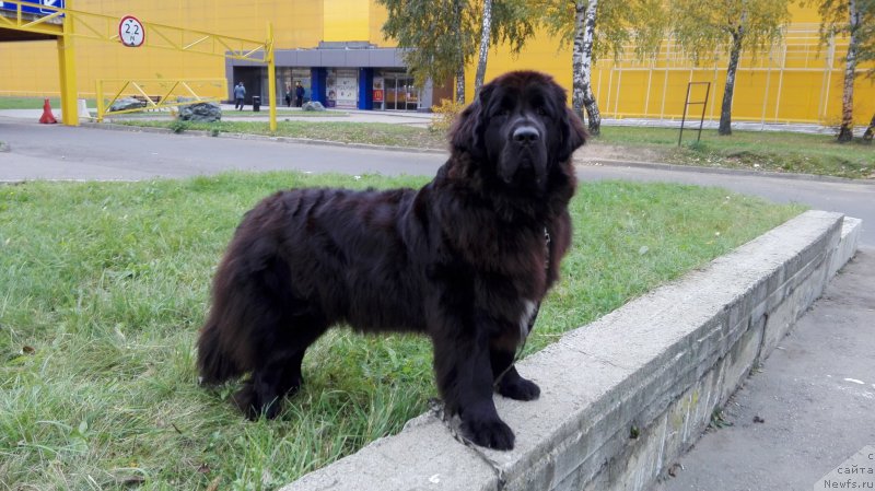 Фото: ньюфаундленд My Frend Newfy' Abigail Miss Churchill, Наталья Афанасьева