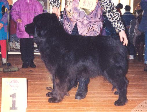 Фото: ньюфаундленд Цанта из Золотого Треугольника