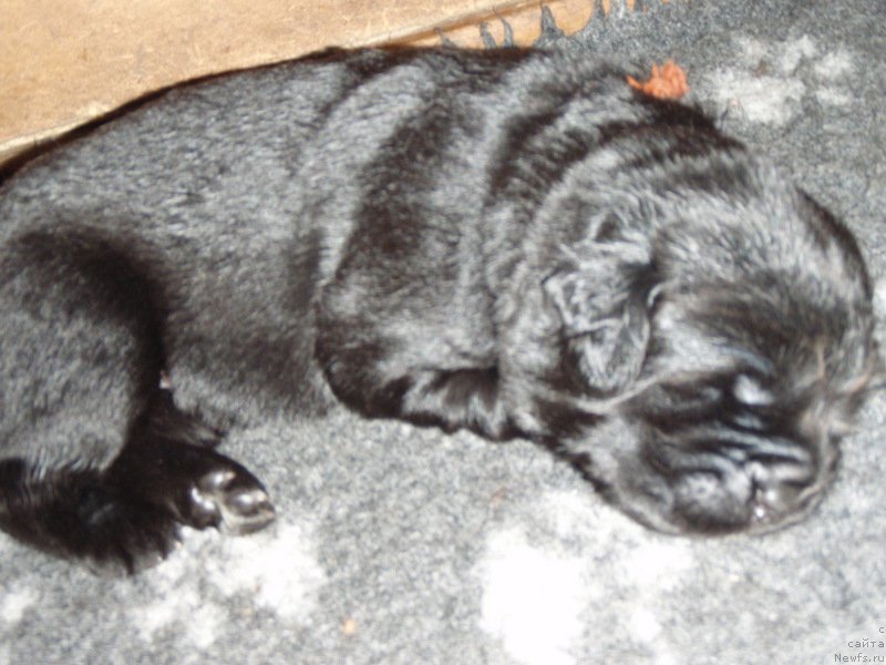 Фото: ньюфаундленд С'Нежная Вьюга Венто Ди Фиори (S'Nezhnaya Vjuga Vento Di Fiori)