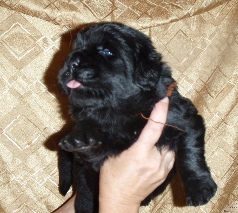 Фото: ньюфаундленд С'Нежная Вьюга Венто Ди Фиори (S'Nezhnaya Vjuga Vento Di Fiori)