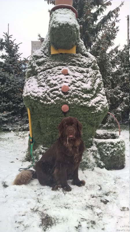 Фото: ньюфаундленд Браунблад МСК Жанара Хайя (Brownblood MSK Zhanara Haya)