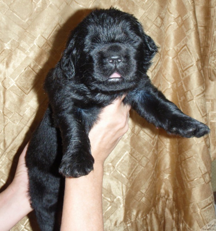 Фото: ньюфаундленд С'Нежная Вьюга Венто Ди Фиори (S'Nezhnaya Vjuga Vento Di Fiori)