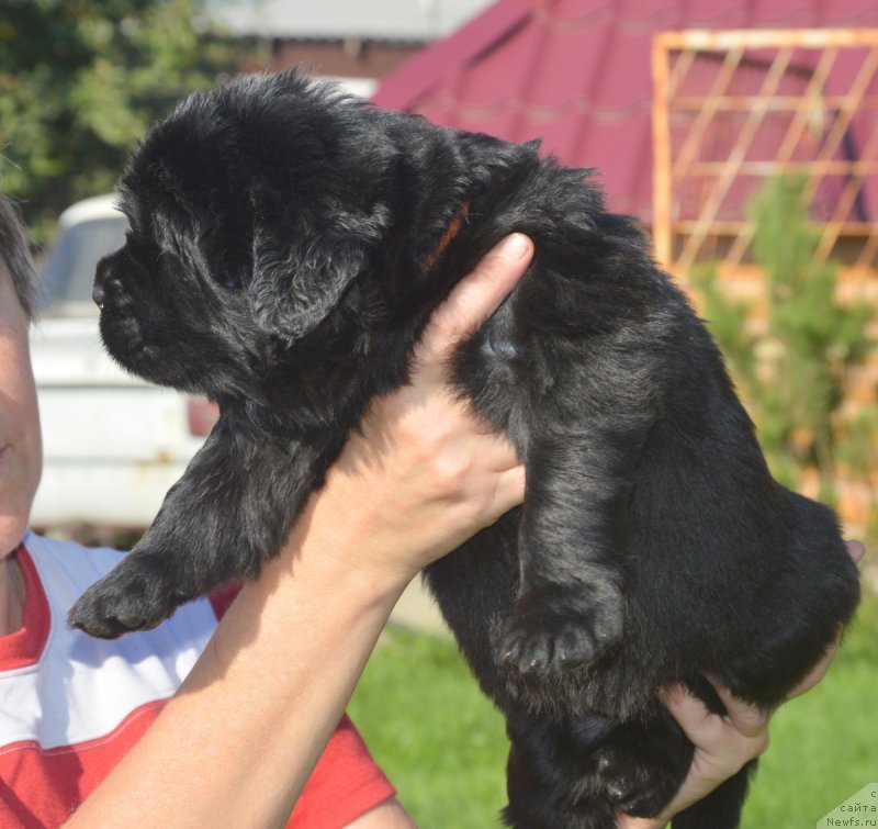 Фото: ньюфаундленд С'Нежная Вьюга Венто Ди Фиори (S'Nezhnaya Vjuga Vento Di Fiori)