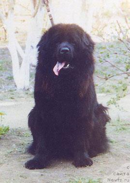 Фото: ньюфаундленд О' Данвер Елоник