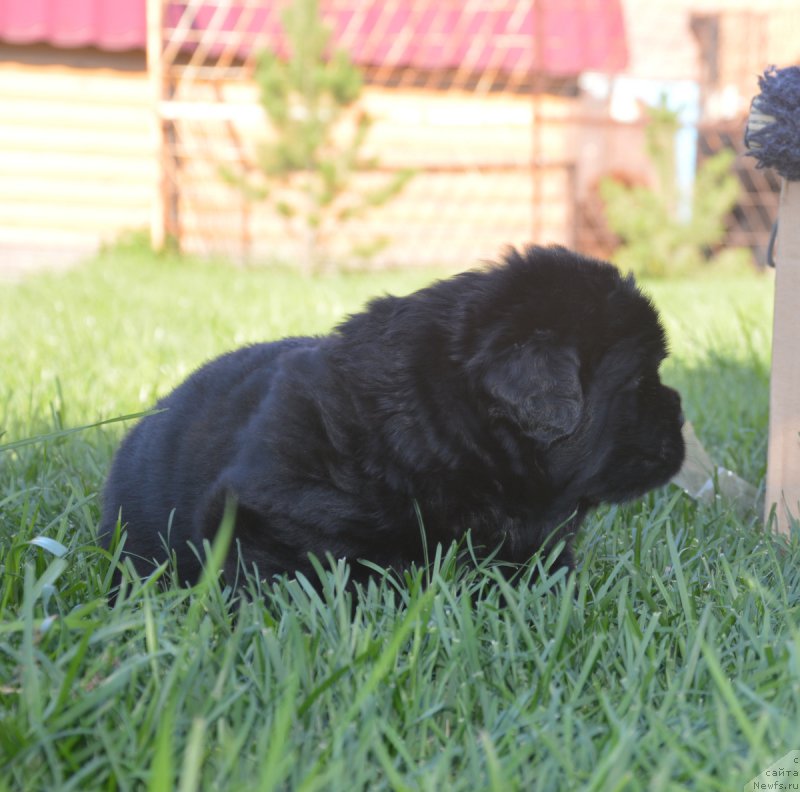 Фото: ньюфаундленд С'Нежная Вьюга Венто Ди Фиори (S'Nezhnaya Vjuga Vento Di Fiori)