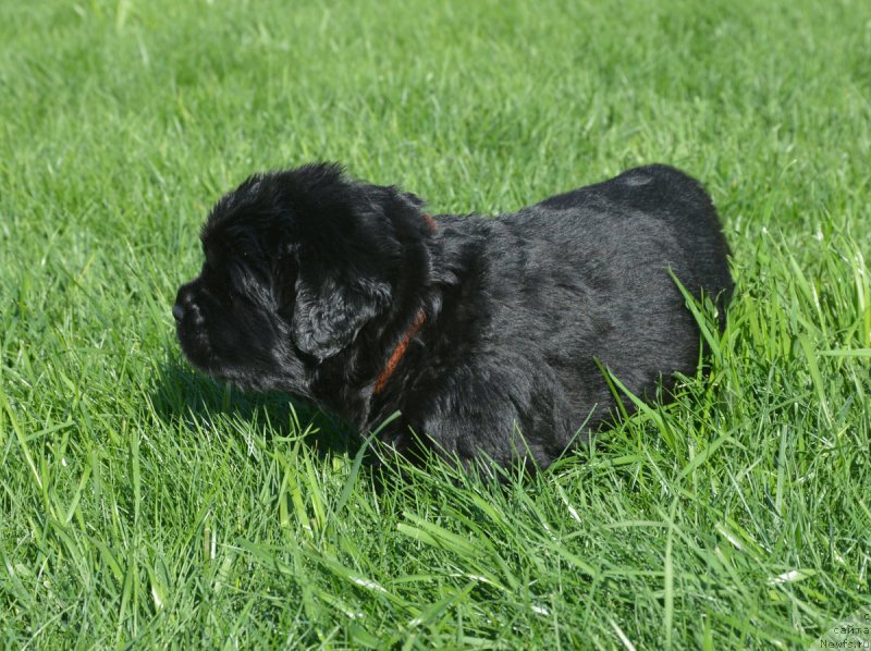 Фото: ньюфаундленд С'Нежная Вьюга Венто Ди Фиори (S'Nezhnaya Vjuga Vento Di Fiori)