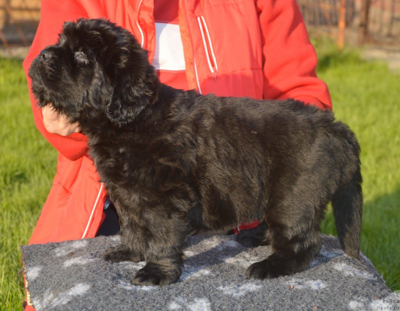 Фото: ньюфаундленд С'Нежная Вьюга Венто Ди Фиори (S'Nezhnaya Vjuga Vento Di Fiori)