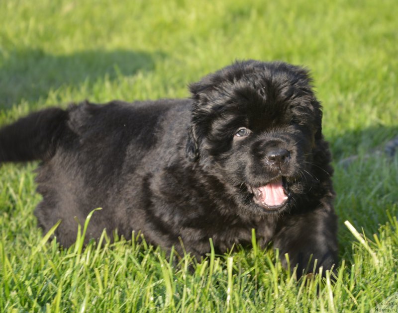 Фото: ньюфаундленд С'Нежная Вьюга Венто Ди Фиори (S'Nezhnaya Vjuga Vento Di Fiori)